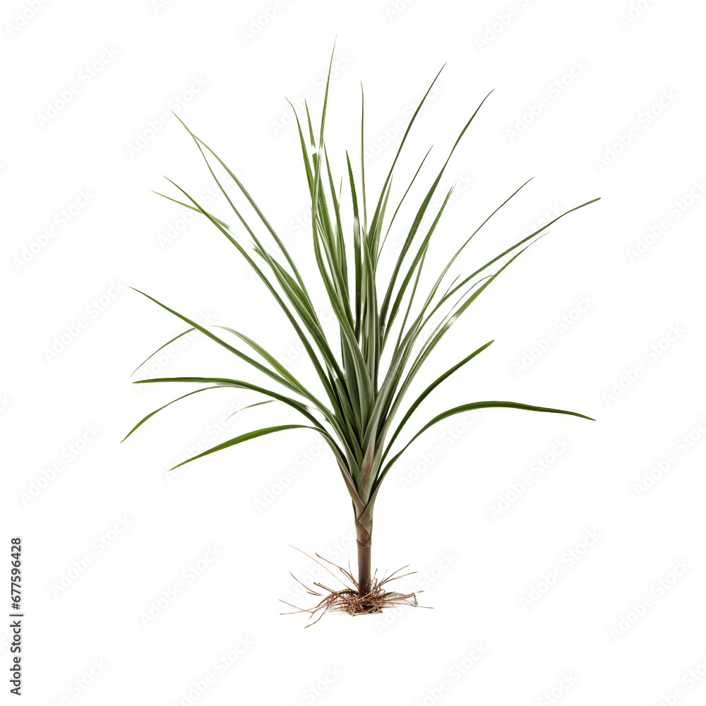 Fototapeta premium Dracaena Marginata isolated on transparent background