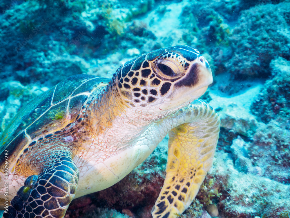 Fototapeta premium 美しく大きなアオウミガメ（ウミガメ科）。東京都伊豆諸島式根島中の浦海水浴場、神引浦にて。 2023年11月1日〜5日撮影。 水中写真。The Beautiful and big Green sea turtle.At Nakanoura beach and Kambikiura, Shikinejima, Izu Islands, Tokyo. Photo Taken Novembe