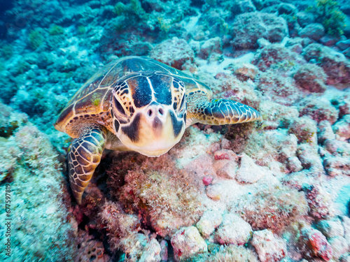 美しく大きなアオウミガメ（ウミガメ科）。東京都伊豆諸島式根島中の浦海水浴場、神引浦にて。 2023年11月1日〜5日撮影。 水中写真。The Beautiful and big Green sea turtle.At Nakanoura beach and Kambikiura, Shikinejima, Izu Islands, Tokyo. Photo Taken Novembe