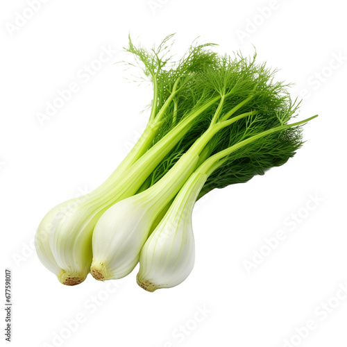 Fennel isolated on transparent background