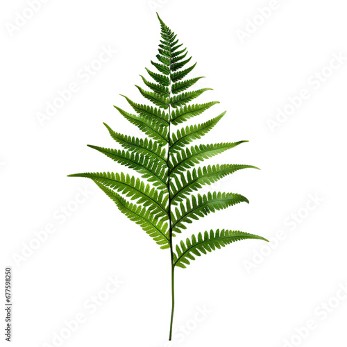 Fern isolated on transparent background