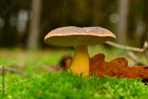 Fresch mushroom in german Forest odenwald