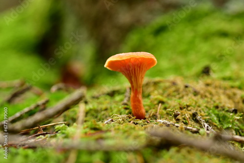cantharel mushroom wild German Forest Odenwald