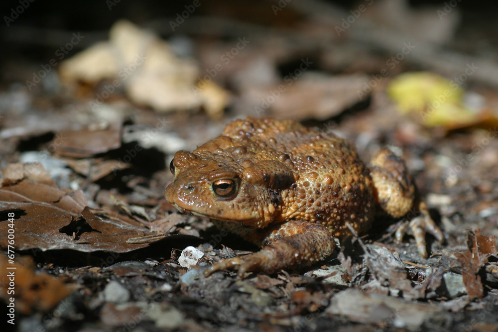 Erdkröte (Bufo bufo) unterwegs auf Nahrungssuche Erdkröte (Bufo bufo) unterwegs auf Nahrungssuche