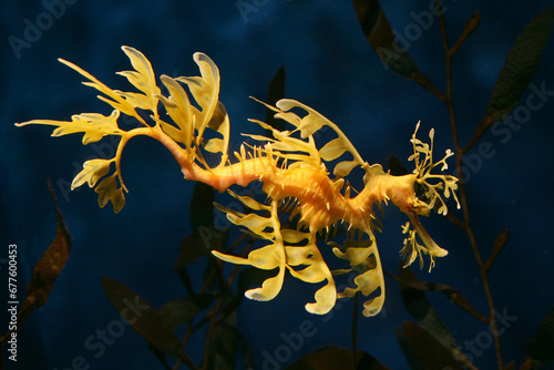 Große Fetzenfisch (Phycodurus eques) Indischer Ozean 