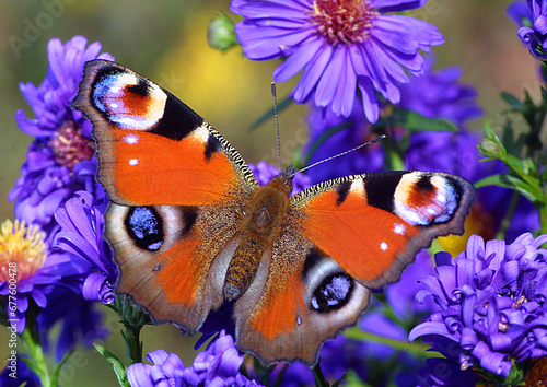 Tagpfauenauge (Aglais io) Schmetterling auf blauer Blüte #677600478