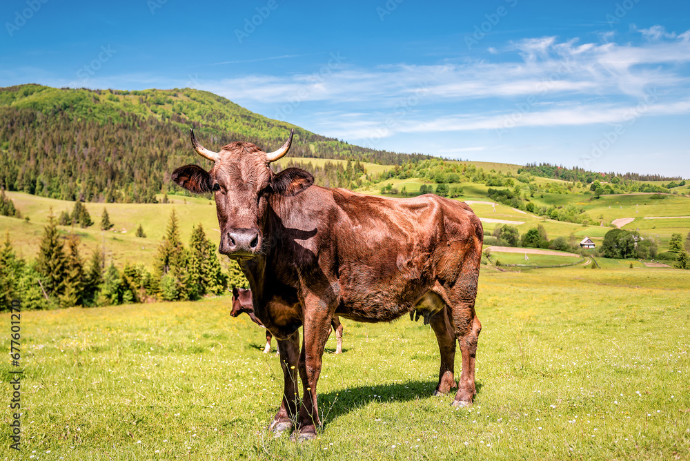 Brown happy cow on green lawn in mountains