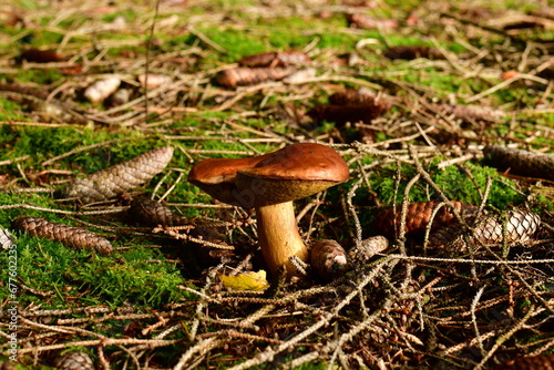 Fresch mushroom in german Forest odenwald