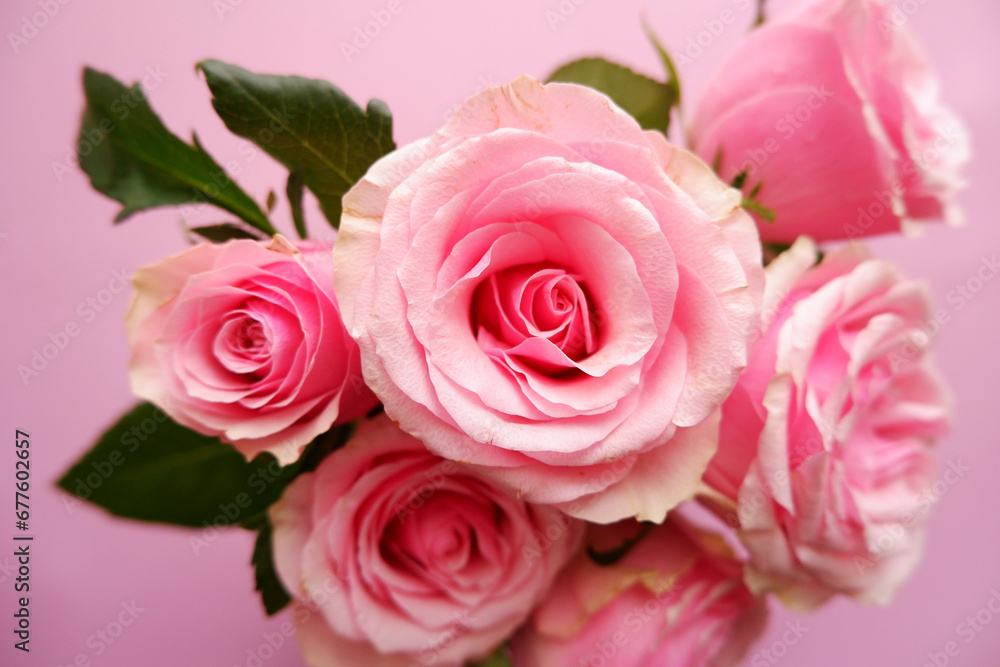 Beautiful pink roses arrangement on pink background. Roses composition background for Mother's day, Woman's day, Rose day and Valentine's day. 