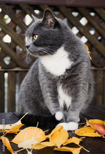 A fluffy gray cat cat lies on a wooden bench along with yellow leaves, cat and autumn. Autumn relaxation. cozy mood. Pets in autumn season. Cute cat