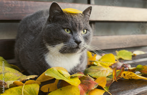 A fluffy gray cat cat lies on a wooden bench along with yellow leaves, cat and autumn. Autumn relaxation. cozy mood. Pets in autumn season. Cute cat