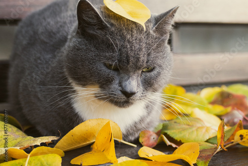 A fluffy gray cat cat lies on a wooden bench along with yellow leaves, cat and autumn. Autumn relaxation. cozy mood. Pets in autumn season. Cute cat