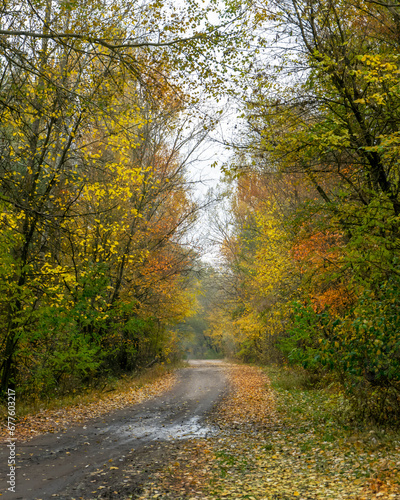 Yellow colors on forest in Poltava region. Autumn Ukrainian landscape. 