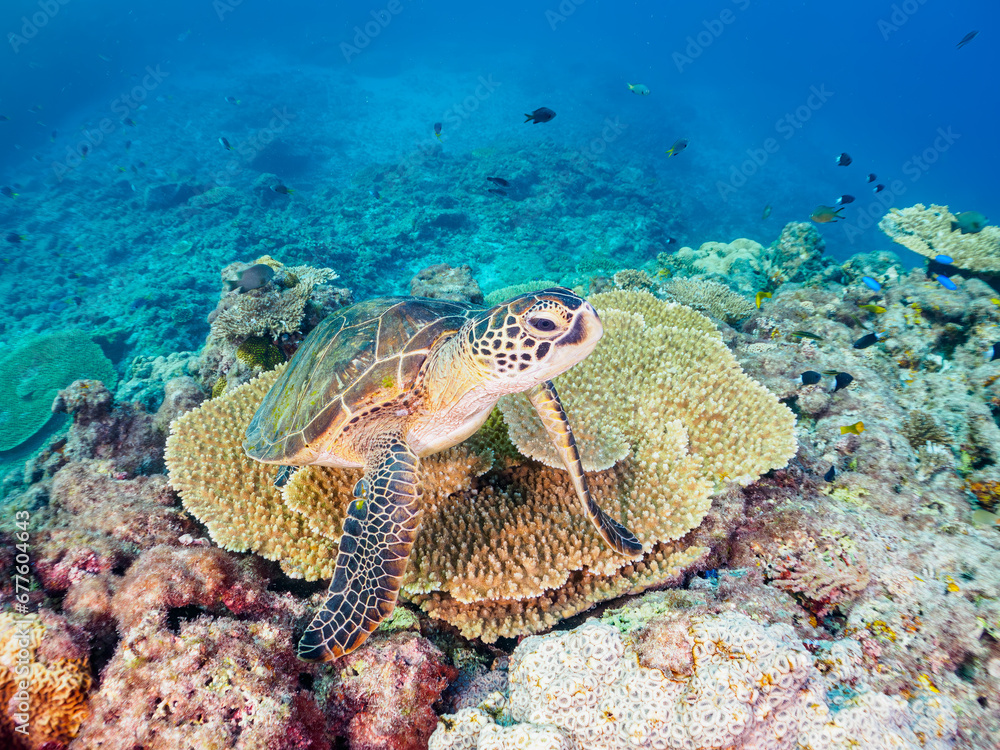 美しく大きなアオウミガメ(ウミガメ科)とサンゴの群生。
東京都伊豆諸島式根島中の浦海水浴場、神引浦にて。
2023年11月1日〜5日撮影。
水中写真。
The Beautiful and big Green sea turtle and Coral colonies.
At Nakanoura beach and Kambikiura, Shikinejima, Izu Islands, 美しく大きなアオウミガメ(ウミガメ科)とサンゴの群生。
東京都伊豆諸島式根島中の浦海水浴場、神引浦にて。
2023年11月1日〜5日撮影。
水中写真。
The Beautiful and big Green sea turtle and Coral colonies.
At Nakanoura beach and Kambikiura, Shikinejima, Izu Islands,