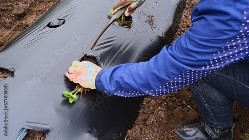 Woman hands putting strawberry seedlings in the ground. Rows of strawberry on ground covered by plastic mulch film. Cultivation of berries and vegetables using mulching method photo