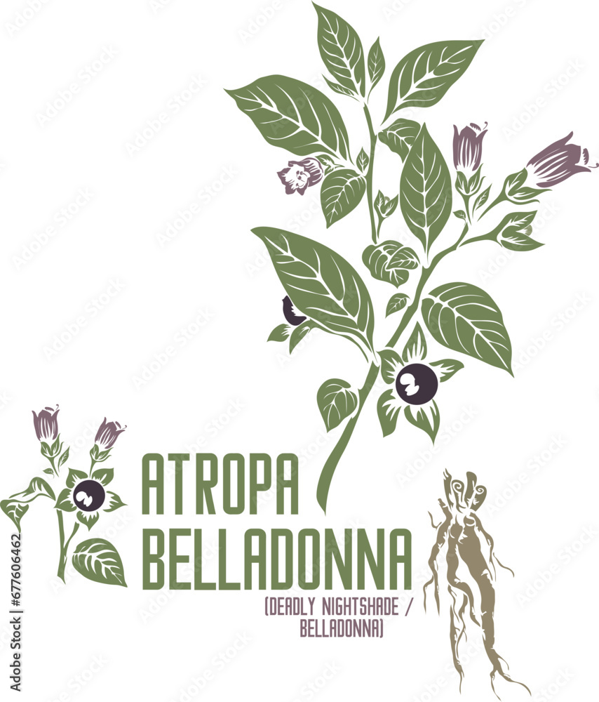 Deadly nightshade flowers in color vector silhouette. Medicinal Atropa belladonna plant. Set of Belladonna root flowers fruits in color image for pharmaceuticals. Medicinal herbs color drawing - obrazy, fototapety, plakaty 