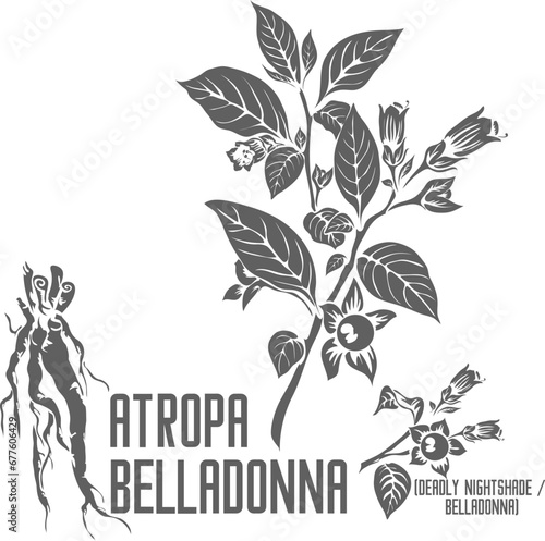 Deadly nightshade vector silhouette. Medicinal Atropa belladonna plant outline. Set of Belladonna flowers fruits root in Line for pharmaceuticals. Contour drawing of medicinal herbs