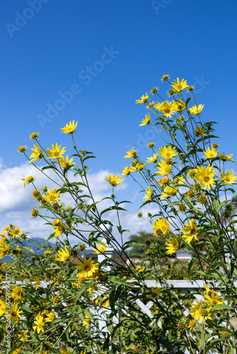 Helianthus flowers bloom vividly in the autumn sky.