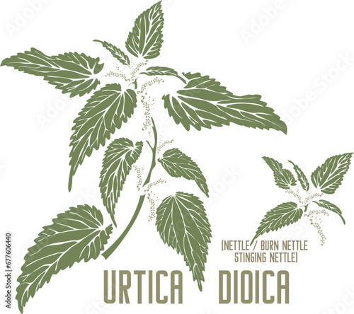 Burn nettle, stinging nettle in color vector silhouette. Medicinal Urtica dioica plant. Set of Common nettle leafs in color image for pharmaceuticals. Medicinal herbs color drawing