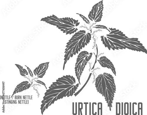 Common nettle vector silhouette. Medicinal Urtica dioica plant outline. Set of Burn nettle, Stinging nettle in Line for pharmaceuticals. Contour drawing of medicinal herbs
