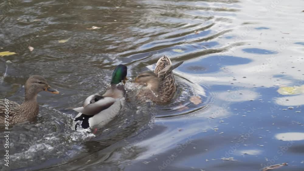 duck with food floats down the river, running away from other ducks duck with food floats down the river, running away from other ducks