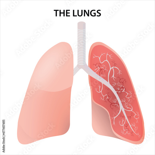 Anatomy of the Human Lung Illustration