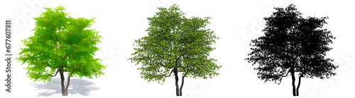 Set or collection of Flowering Dogwood trees  painted  natural and as a black silhouette on white background. Concept or conceptual 3d illustration for nature  ecology and conservation