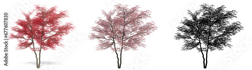 Set or collection of Flowering Dogwood trees  painted  natural and as a black silhouette on white background. Concept or conceptual 3d illustration for nature  ecology and conservation  strength