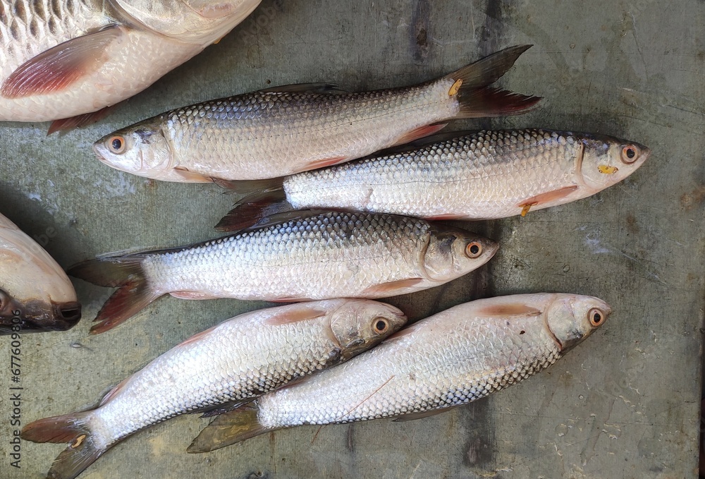 Cirrhinus mrigala is a species of ray-finned fish in the genus Cirrhinus. It is found in northern India, Pakistan, Bangladesh and Nepal. It is also known as mrigal carp or white carp. Cirrhinus mrigala is a species of ray-finned fish in the genus Cirrhinus. It is found in northern India, Pakistan, Bangladesh and Nepal. It is also known as mrigal carp or white carp.
