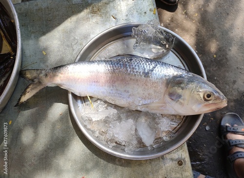 The ilish (Tenualosa ilisha) also known as , hilsa is a species of fish in the family Clupeidae. It is a very popular food fish in the Indian subcontinent and is the national fish of Bangladesh.  photo