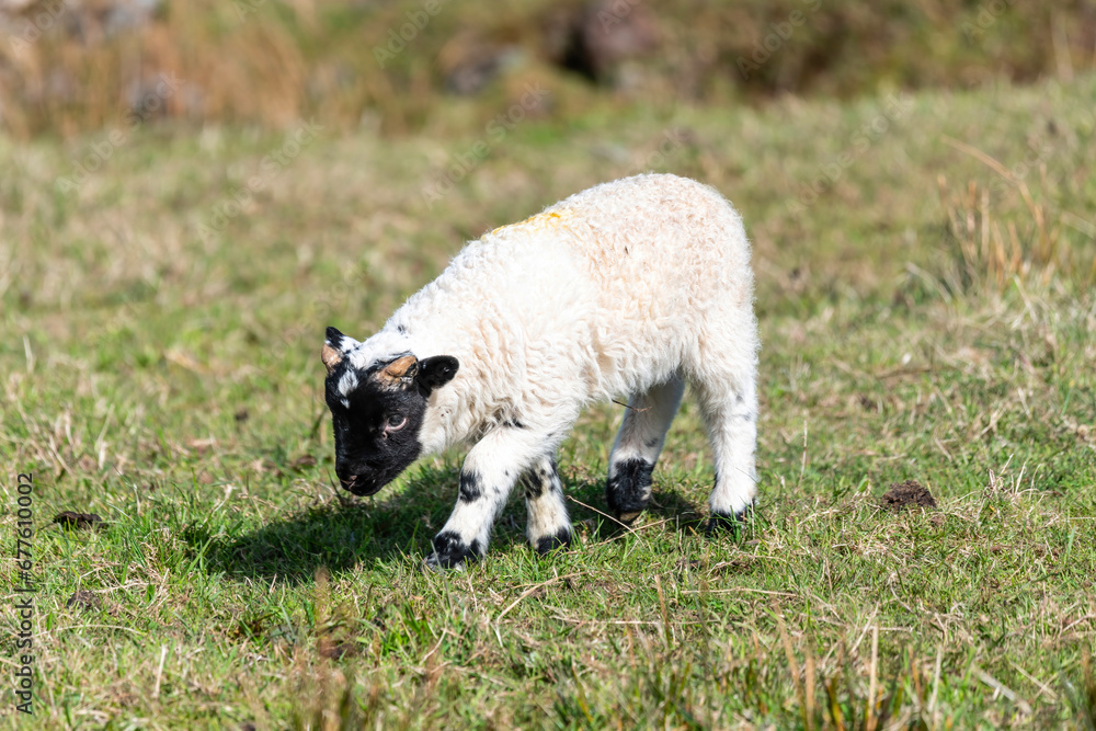 Scottish baby sheep on the pasture, Highlands, Scotland, Isle of Skye Scottish baby sheep on the pasture, Highlands, Scotland, Isle of Skye