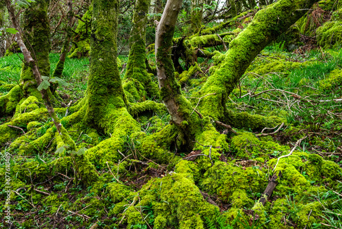 Amazing trees covered with moss,, view of Scottish landscape, Highlands, Scotland, Isle of Sky