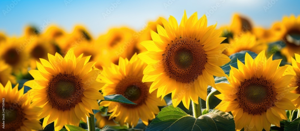 In the summer the vibrant green field was filled with sunflowers their yellow petals glowing under the warm sun brimming with seeds that would later be pressed into valuable oil In the summer the vibrant green field was filled with sunflowers their yellow petals glowing under the warm sun brimming with seeds that would later be pressed into valuable oil