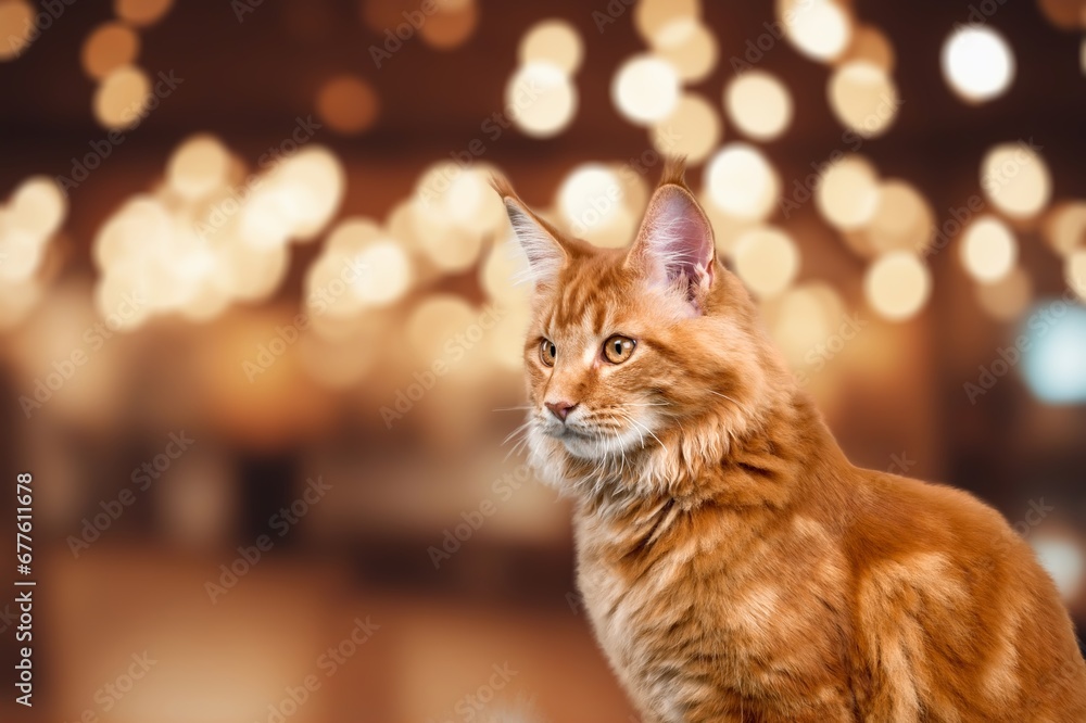 Fototapeta premium Sitting sweety cute young cat portrait