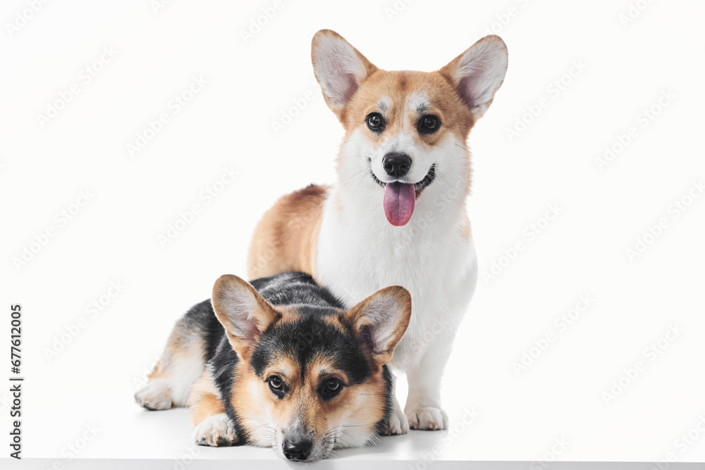 Pembroke Welsh Corgi portrait isolated on white studio background with copy space, family of two purebred dogs Pembroke Welsh Corgi portrait isolated on white studio background with copy space, family of two purebred dogs