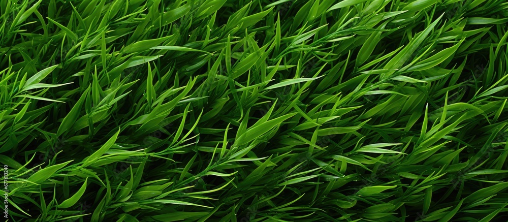 In the summer garden the vibrant green grass creates an abstract pattern resembling a beautiful texture against the colorful background of nature evoking the essence of a spring landscape it In the summer garden the vibrant green grass creates an abstract pattern resembling a beautiful texture against the colorful background of nature evoking the essence of a spring landscape it