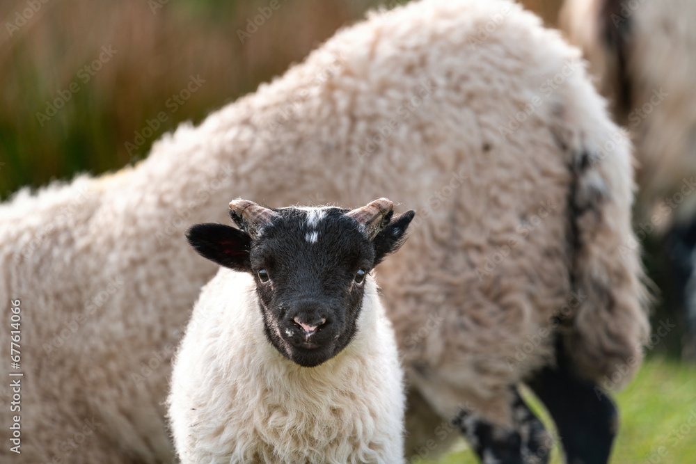 Scottish sheep with baby on the pasture, Highlands, Scotland, Isle of Skye Scottish sheep with baby on the pasture, Highlands, Scotland, Isle of Skye