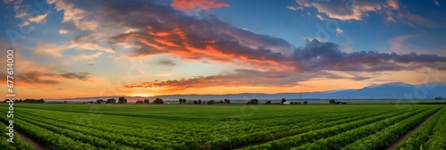 Green agriculture field with tomatoes and orange sunset in dramatic sky.