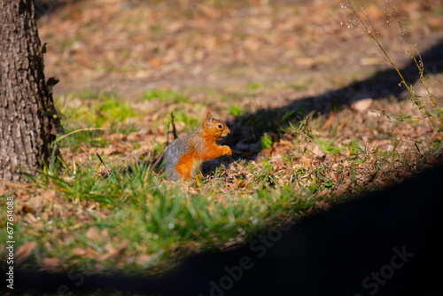 Squirrels are fed in natural life.