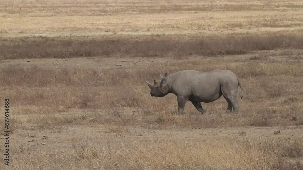 Black Rhinoceros in Ngorongoro Crater Black Rhinoceros in Ngorongoro Crater