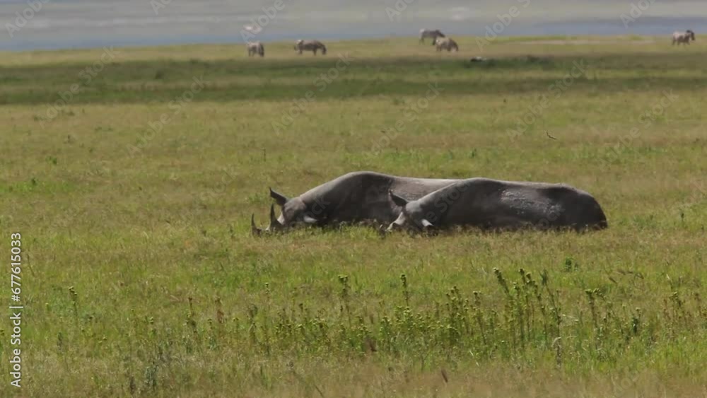 White Rhinoceros in Lake Nakuru White Rhinoceros in Lake Nakuru