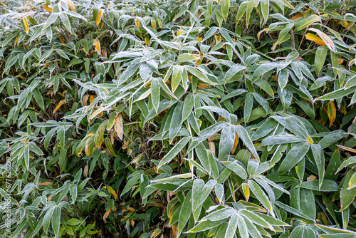 The sight of frost falling on the Kuma bamboo grass on the plateau in autumn. © billyfam