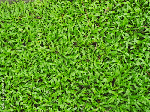Nuan Noi Grass or Manila Grass, bright green, popularly planted in gardens, sports fields, playgrounds. Temple Grass is similar to Japanese Lawn Grass, but the leaves are more flexible when stepped on
