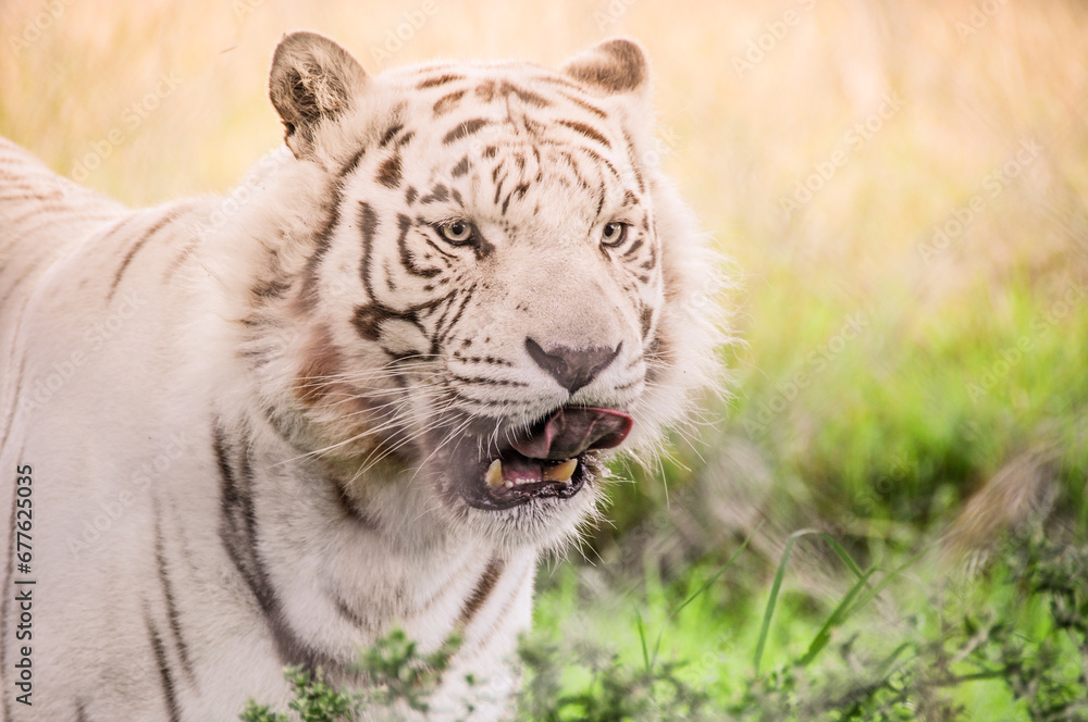snow white tiger at the Jukani Wildlife Sanctuary in Plettenberg Bay South Africa snow white tiger at the Jukani Wildlife Sanctuary in Plettenberg Bay South Africa