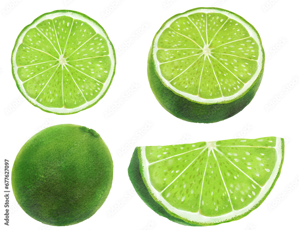 Set of lime slices isolated Hand drawn illustration on transparent background Set of lime slices isolated Hand drawn illustration on transparent background