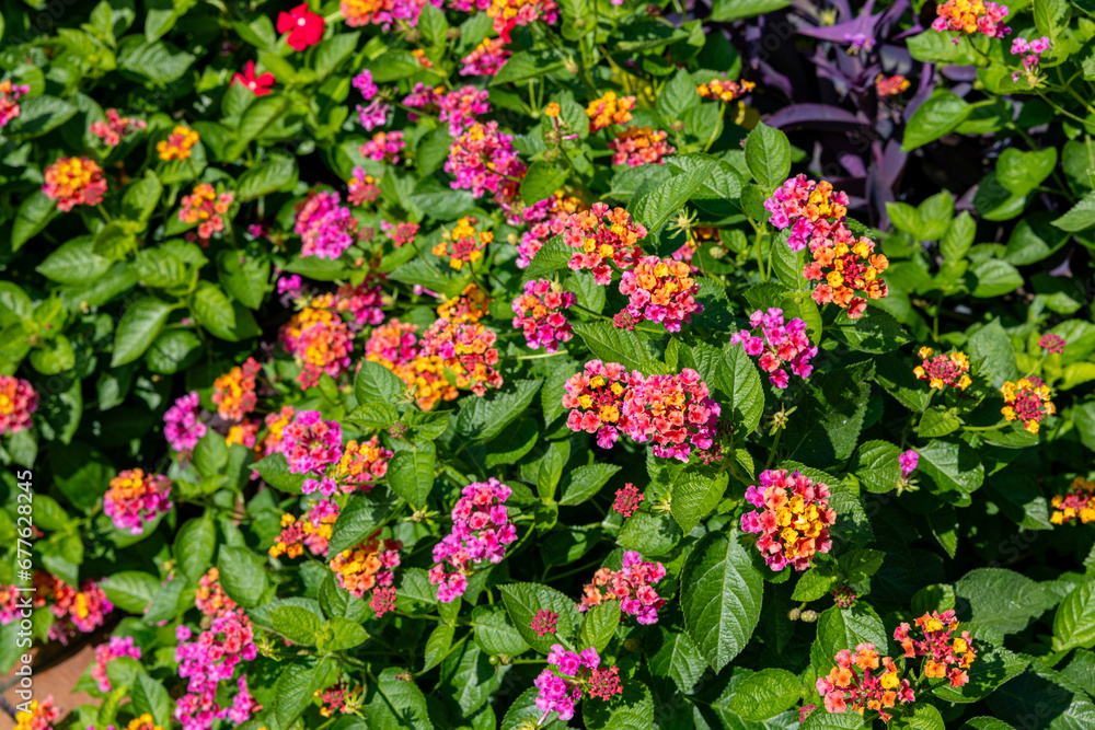 Lantana flowers blooming in abundance in the garden. Lantana flowers blooming in abundance in the garden.