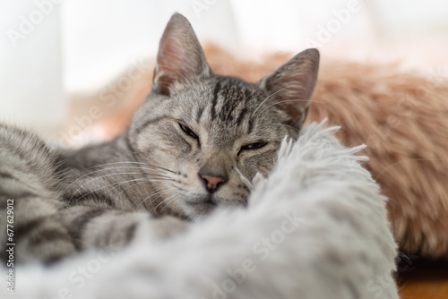 のんびり過ごす猫　サバトラ猫 © rai