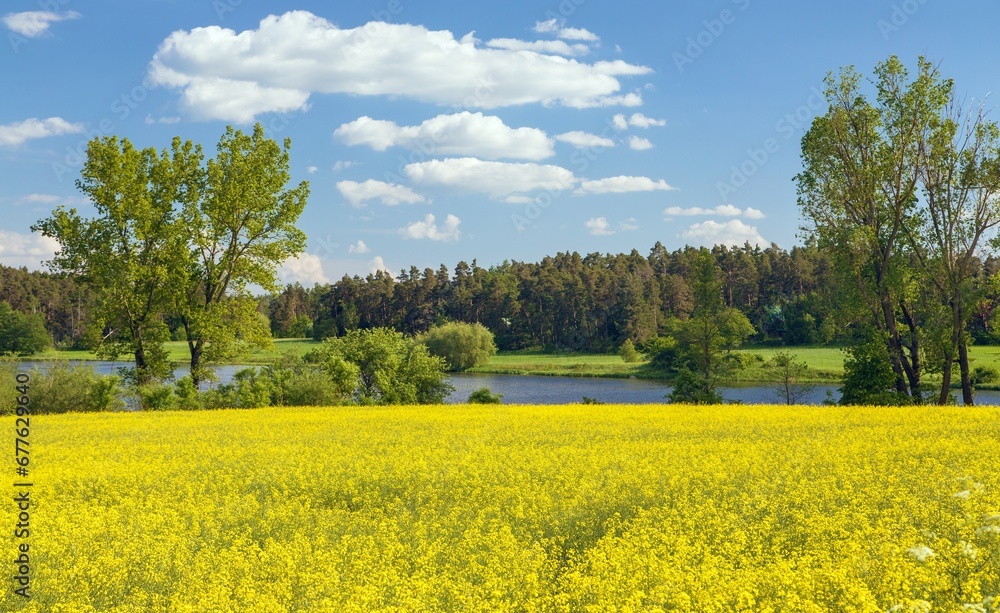 Field of rapeseed canola or colza Brassica napus