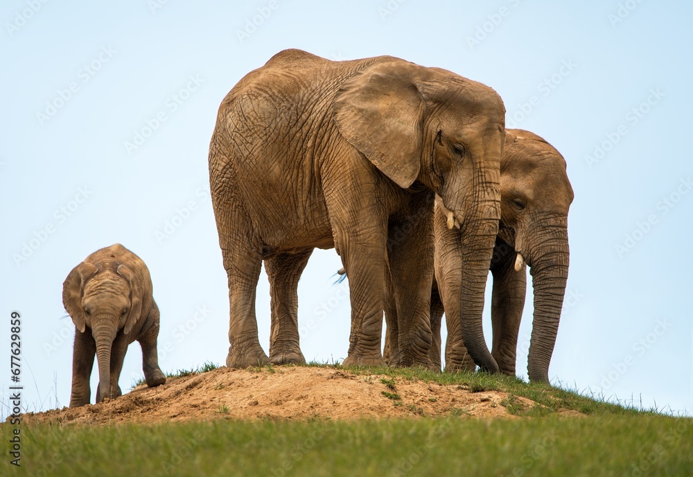 Elephants herd on small hill, elephant family