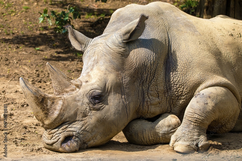 white rhinoceros in latin ceratotherium simum white rhinoceros in latin ceratotherium simum